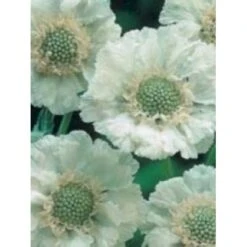 Scabiose 'Perfecta Alba' Scabiosa Caucasica 'Perfecta Alba' 1 Liter Potte -Osmo Salgsbutik mi2361 scabiosa caucasica perfecta alba 9d77