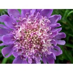 Due-Skabiosa 'Butterfly Blue' Scabiosa Columbaria 'Butterfly Blue' 1 Liter Potte -Osmo Salgsbutik mi2363 scabiosa columbaria butterfly blue 2b10
