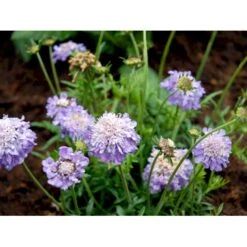 Due-Skabiosa 'Butterfly Blue' Scabiosa Columbaria 'Butterfly Blue' 1 Liter Potte -Osmo Salgsbutik mi2363 scabiosa columbaria butterfly blue 5e02