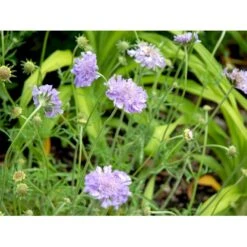 Due-Skabiosa 'Butterfly Blue' Scabiosa Columbaria 'Butterfly Blue' 1 Liter Potte -Osmo Salgsbutik mi2363 scabiosa columbaria butterfly blue 8f47