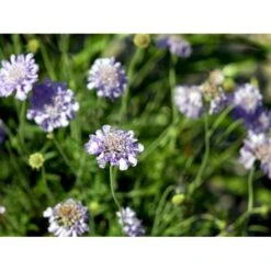 Due-Skabiosa 'Butterfly Blue' Scabiosa Columbaria 'Butterfly Blue' 1 Liter Potte -Osmo Salgsbutik mi2363 scabiosa columbaria butterfly blue d209