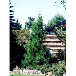 Parasoltræ Sciadopitys Verticillata Potte 3,0 Liter,- 25-30 Cm. -Osmo Salgsbutik mi2364 sciadopitys verticillata e9b8