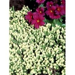 Bidende Stenurt 'Elegans' Sedum Acre 'Elegans' 10 Cm. Potte -Osmo Salgsbutik mi2367 sedum acre elegans 1df0