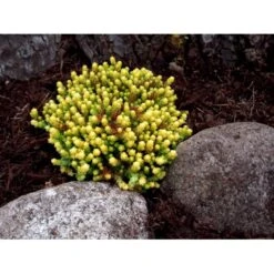 Bidende Stenurt 'Elegans' Sedum Acre 'Elegans' 10 Cm. Potte -Osmo Salgsbutik mi2367 sedum acre elegans 40ba