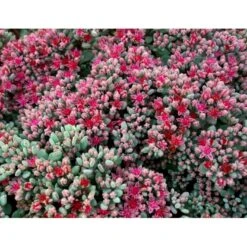 Japansk Stenurt Sedum Cauticola 10 Cm. Potte -Osmo Salgsbutik mi2369 sedum cauticola 1308