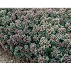 Japansk Stenurt Sedum Cauticola 10 Cm. Potte -Osmo Salgsbutik mi2369 sedum cauticola afbb