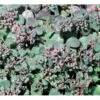 Japansk Stenurt Sedum Cauticola 10 Cm. Potte -Osmo Salgsbutik mi2369 sedum cauticola b71b