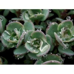 Japansk Stenurt Sedum Cauticola 10 Cm. Potte -Osmo Salgsbutik mi2369 sedum cauticola caa6