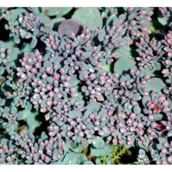Japansk Stenurt 'Lidakense' Sedum Cauticola 'Lidakense' 10 Cm. Potte -Osmo Salgsbutik mi2370 sedum cauticola lidakense 2 liter 071c