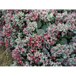 Japansk Stenurt 'Lidakense' Sedum Cauticola 'Lidakense' 10 Cm. Potte -Osmo Salgsbutik mi2370 sedum cauticola lidakense 2 liter 1f47
