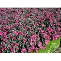 Japansk Stenurt 'Lidakense' Sedum Cauticola 'Lidakense' 10 Cm. Potte -Osmo Salgsbutik mi2370 sedum cauticola lidakense 2 liter 5743