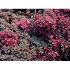 Japansk Stenurt 'Lidakense' Sedum Cauticola 'Lidakense' 10 Cm. Potte -Osmo Salgsbutik mi2370 sedum cauticola lidakense 2 liter a98f