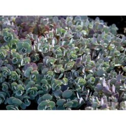 Japansk Stenurt 'Lidakense' Sedum Cauticola 'Lidakense' 10 Cm. Potte -Osmo Salgsbutik mi2370 sedum cauticola lidakense 2 liter b6c6