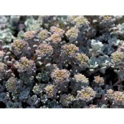 Pudret Stenurt 'Cape Bianco' Sedum Spathulifolium 'Cape Blanco' 10 Cm. Potte -Osmo Salgsbutik mi2377 sedum spathulifolium cape blanco 0626