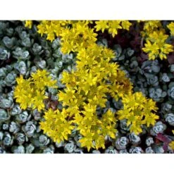 Pudret Stenurt 'Cape Bianco' Sedum Spathulifolium 'Cape Blanco' 10 Cm. Potte -Osmo Salgsbutik mi2377 sedum spathulifolium cape blanco fc0c