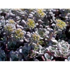 Pudret Stenurt 'Purpureum' Sedum Spathulifolium 'Purpureum' 10 Cm. Potte -Osmo Salgsbutik mi2378 sedum spathulifolium purpureum 21a8
