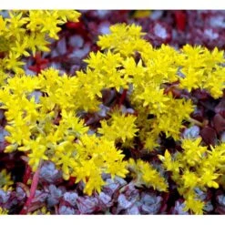 Pudret Stenurt 'Purpureum' Sedum Spathulifolium 'Purpureum' 10 Cm. Potte -Osmo Salgsbutik mi2378 sedum spathulifolium purpureum a0f2