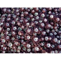 Pudret Stenurt 'Purpureum' Sedum Spathulifolium 'Purpureum' 10 Cm. Potte -Osmo Salgsbutik mi2378 sedum spathulifolium purpureum ea32