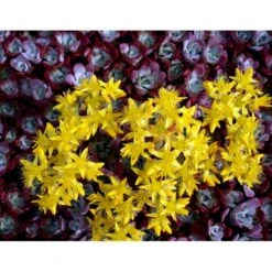 Pudret Stenurt 'Purpureum' Sedum Spathulifolium 'Purpureum' 10 Cm. Potte -Osmo Salgsbutik mi2378 sedum spathulifolium purpureum fa8b