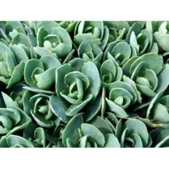 Kinesisk Sankthansurt 'Brillant' Sedum Spectabile 'Brillant' 1 Liter Potte 8 Kinesisk Sankthansurt 'Brillant' Sedum Spectabile 'Brillant' 1 Liter Potte -Osmo Salgsbutik mi2379 sedum spectabile brillant 38f0