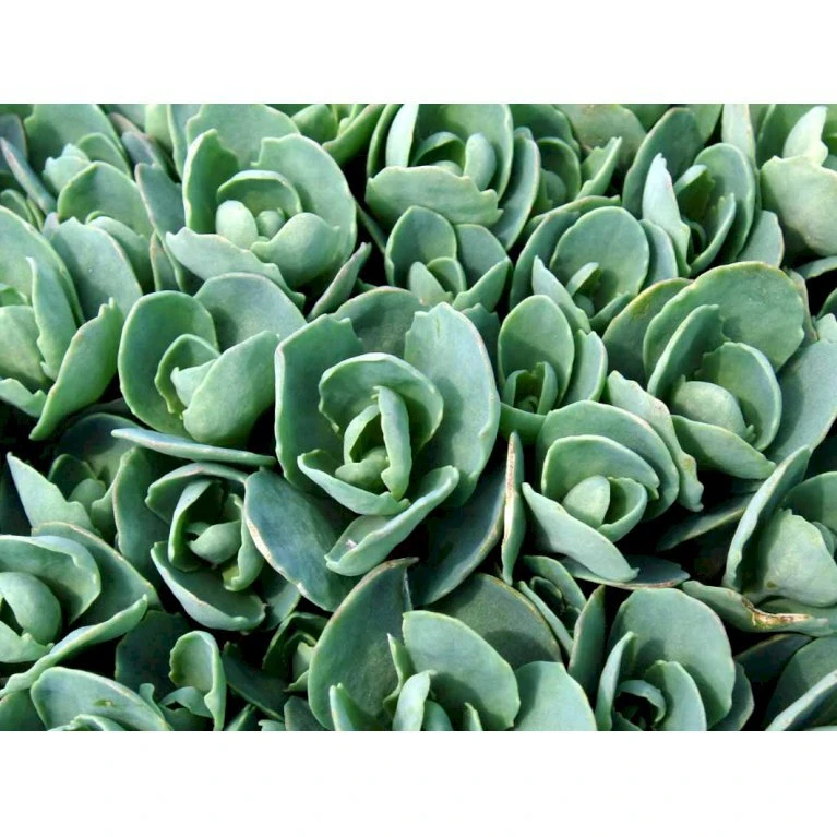 Kinesisk Sankthansurt 'Brillant' Sedum Spectabile 'Brillant' 1 Liter Potte 5 Kinesisk Sankthansurt 'Brillant' Sedum Spectabile 'Brillant' 1 Liter Potte - Billede 3