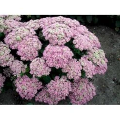 Kinesisk Sankthansurt 'Brillant' Sedum Spectabile 'Brillant' 1 Liter Potte 9 Kinesisk Sankthansurt 'Brillant' Sedum Spectabile 'Brillant' 1 Liter Potte -Osmo Salgsbutik mi2379 sedum spectabile brillant 89e4