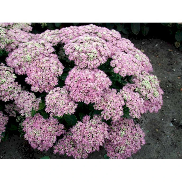 Kinesisk Sankthansurt 'Brillant' Sedum Spectabile 'Brillant' 1 Liter Potte 6 Kinesisk Sankthansurt 'Brillant' Sedum Spectabile 'Brillant' 1 Liter Potte - Billede 4