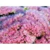 Kinesisk Sankthansurt 'Brillant' Sedum Spectabile 'Brillant' 1 Liter Potte 1 Kinesisk Sankthansurt 'Brillant' Sedum Spectabile 'Brillant' 1 Liter Potte -Osmo Salgsbutik mi2379 sedum spectabile brillant b106