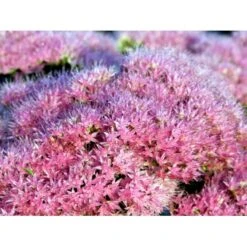 Kinesisk Sankthansurt 'Brillant' Sedum Spectabile 'Brillant' 1 Liter Potte