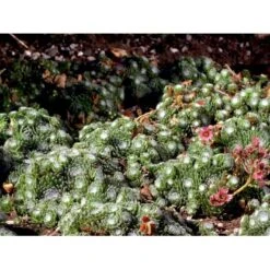 Spindelvævs Husløg Sempervivum Arachnoideum 10 Cm. Potte -Osmo Salgsbutik mi2382 sempervivum arachnoideum e086