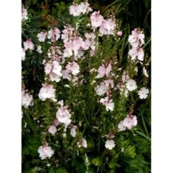 Silkekatost 'Elsie Heugh' Sidalcea Hybrid 'Elsie Heugh' 1 Liter Potte -Osmo Salgsbutik mi2386 sidalcea hybrid elsie heugh 0a5a