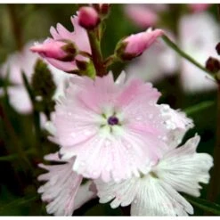 Silkekatost 'Elsie Heugh' Sidalcea Hybrid 'Elsie Heugh' 1 Liter Potte -Osmo Salgsbutik mi2386 sidalcea hybrid elsie heugh 9a37