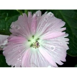 Silkekatost 'Elsie Heugh' Sidalcea Hybrid 'Elsie Heugh' 1 Liter Potte -Osmo Salgsbutik mi2386 sidalcea hybrid elsie heugh b092