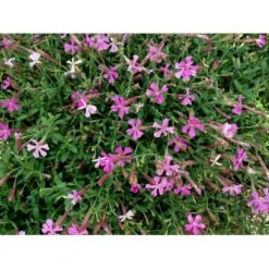 Høst-Limurt Silene Schafta 'Splendens' 1 Liter Potte -Osmo Salgsbutik mi2389 silene schafta splendens 03c9