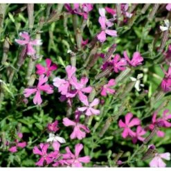 Høst-Limurt Silene Schafta 'Splendens' 1 Liter Potte -Osmo Salgsbutik mi2389 silene schafta splendens 0e3f