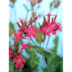 Høst-Limurt Silene Schafta 'Splendens' 1 Liter Potte -Osmo Salgsbutik mi2389 silene schafta splendens 172b