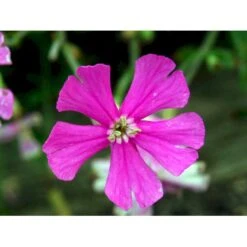 Høst-Limurt Silene Schafta 'Splendens' 1 Liter Potte -Osmo Salgsbutik mi2389 silene schafta splendens 4461