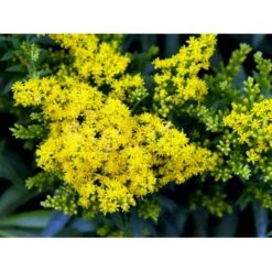 Dværg Gyldenris 'Golden Dwarf' Solidago Hybrid 'Golden Dwarf' 1 Liter Potte -Osmo Salgsbutik mi2405 solidago golden dwarf 293d