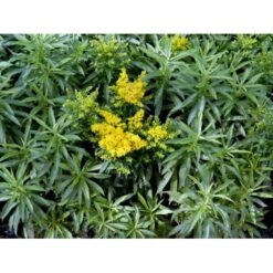 Dværg Gyldenris 'Golden Dwarf' Solidago Hybrid 'Golden Dwarf' 1 Liter Potte -Osmo Salgsbutik mi2405 solidago golden dwarf 5a8a