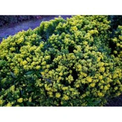 Dværg Gyldenris 'Golden Dwarf' Solidago Hybrid 'Golden Dwarf' 1 Liter Potte -Osmo Salgsbutik mi2405 solidago golden dwarf bf0b