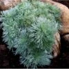Krybende Sølvbynke Artemisia Schmidtiana 'Nana' 1 Liter Potte 2 Krybende Sølvbynke Artemisia Schmidtiana 'Nana' 1 Liter Potte -Osmo Salgsbutik mi244 artemisia schmidtiana nana e8f4
