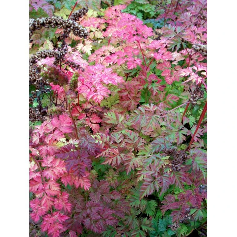 Koreansk Fjerbusk Aruncus Aethusifolius Bakke Med 12 Stk. 8 Koreansk Fjerbusk Aruncus Aethusifolius Bakke Med 12 Stk. - Billede 6