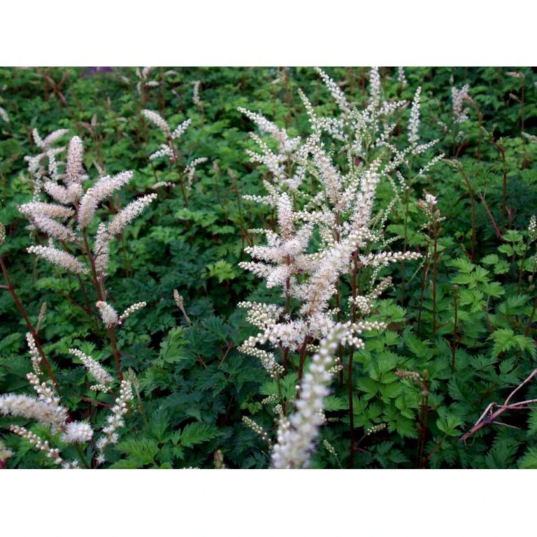 Koreansk Fjerbusk Aruncus Aethusifolius Bakke Med 12 Stk. 7 Koreansk Fjerbusk Aruncus Aethusifolius Bakke Med 12 Stk. - Billede 5