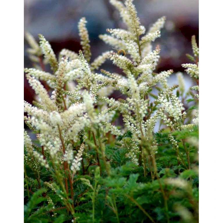 Koreansk Fjerbusk Aruncus Aethusifolius Bakke Med 12 Stk. 5 Koreansk Fjerbusk Aruncus Aethusifolius Bakke Med 12 Stk. - Billede 3