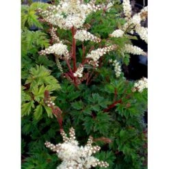 Koreansk Fjerbusk Aruncus Aethusifolius Bakke Med 12 Stk. 11 Koreansk Fjerbusk Aruncus Aethusifolius Bakke Med 12 Stk. -Osmo Salgsbutik mi249 aruncus aethusifolius e3b6