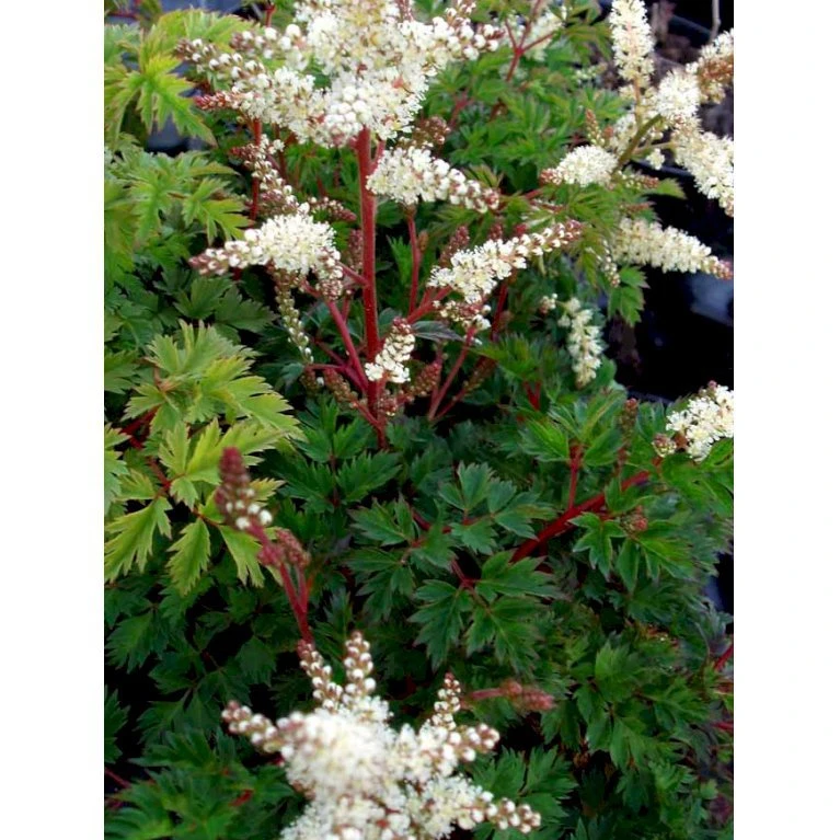 Koreansk Fjerbusk Aruncus Aethusifolius Bakke Med 12 Stk. 6 Koreansk Fjerbusk Aruncus Aethusifolius Bakke Med 12 Stk. - Billede 4