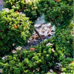 Japansk Taks 'Nana' Taxus Cuspidata 'Nana' Potte 5,0 Liter,- 30-40 Cm. -Osmo Salgsbutik mi2517 taxus cuspidata nana b3a4