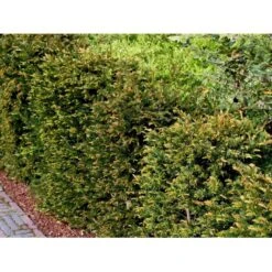 Almindelig Taks Taxus Baccata Potte 3,0 Liter,- 40-60 Cm. -Osmo Salgsbutik mi2539 taxus baccata kugle 28cd