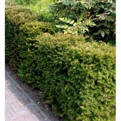 Almindelig Taks Taxus Baccata Potte 3,0 Liter,- 40-60 Cm. -Osmo Salgsbutik mi2539 taxus baccata kugle 2bf6
