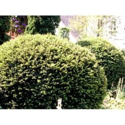 Almindelig Taks Taxus Baccata Potte 3,0 Liter,- 40-60 Cm. -Osmo Salgsbutik mi2539 taxus baccata kugle 6150